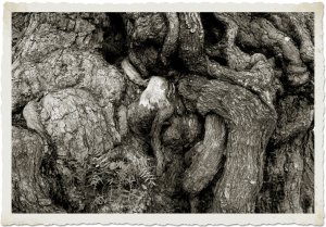 treetrunk