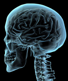 skull-brain