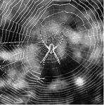 SPIDER WEBS